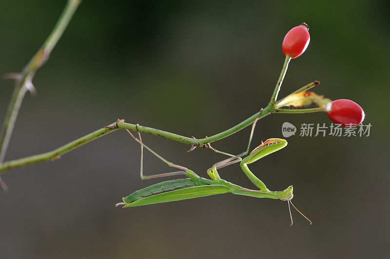 螳螂(Mantis religiosa)